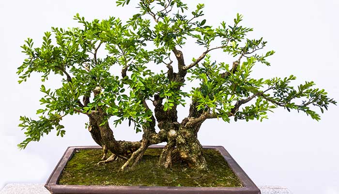 黄杨施什么肥长得快 黄杨施哪些肥长得快