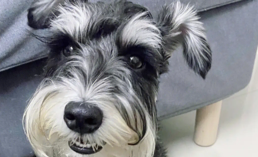 5个月雪纳瑞喂多少狗粮?了解一下 5个月雪纳瑞喂多少狗粮?了解一下