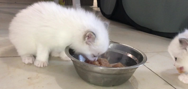 40多天小奶猫能吃煮鸡胸肉吗?千万别忽视 40多天小奶猫能吃煮鸡胸肉吗?千万别忽视
