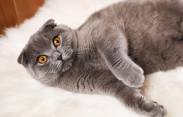 40天的幼猫怎么分辨长毛短毛,快来学习 40天的幼猫怎么分辨长毛短毛,快来学习