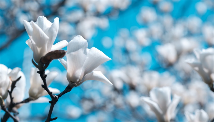 白玉兰花语 白玉兰花语是什么