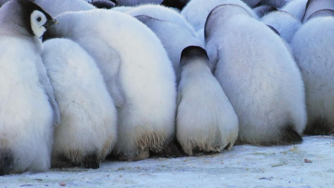 帝企鹅宝宝的生命轮回之旅(2015)的剧照 帝企鹅宝宝的生命轮回之旅(2015)的剧照