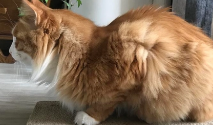 4斤猫吃阿莫西林剂量?怎样区分 4斤猫吃阿莫西林剂量?怎样区分