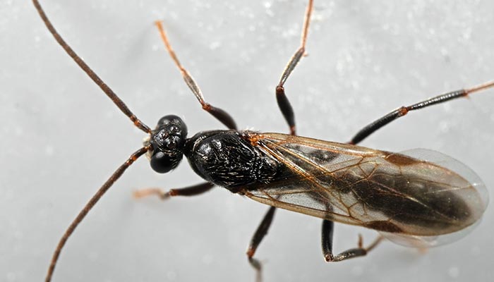 蚂蚁-16.jpg 蚂蚁-16.jpg