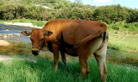 2023年牛几月卖会贵点2