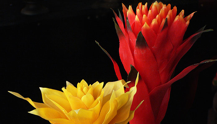 鸿运当头施什么肥 鸿运当头最好施什么肥