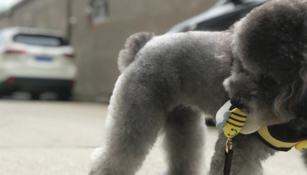 4个月灰色泰迪返灰过程看这里就知道了 4个月灰色泰迪返灰过程看这里就知道了