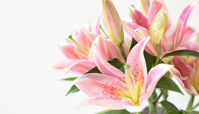 百合的花语 百合的花语是什么