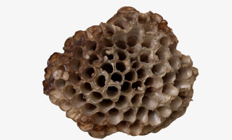 一个马蜂窝能卖多少钱2