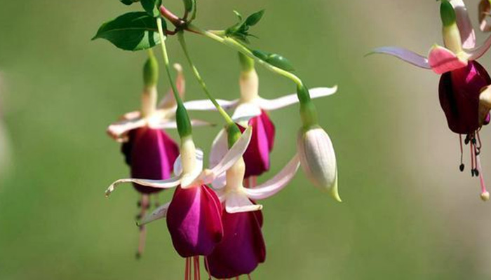 四季常开的花有哪些 有哪些花可以四季常开