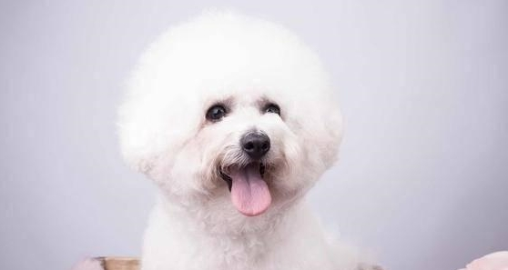 5年养宠物工作经验对你说:摸对这好多个位置,比熊会爱你的! 5年养宠物工作经验对你说:摸对这好多个位置,比熊会爱你的!