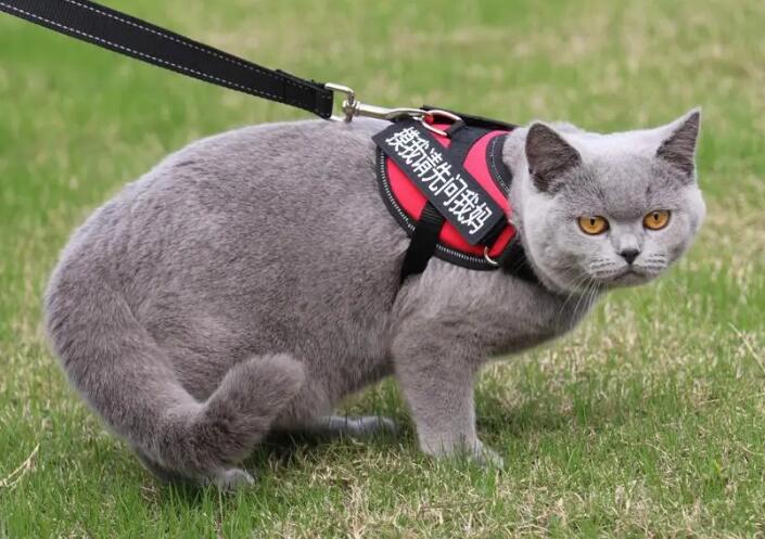 4个月蓝猫标准长相,可能是最萌的蓝猫了? 4个月蓝猫标准长相,可能是最萌的蓝猫了?