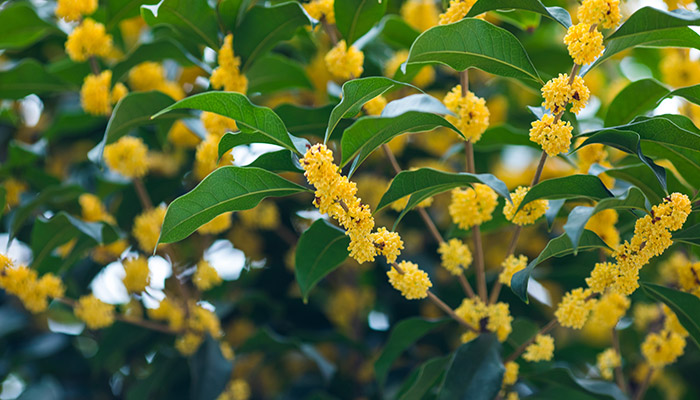 桂花5.jpg 桂花5.jpg