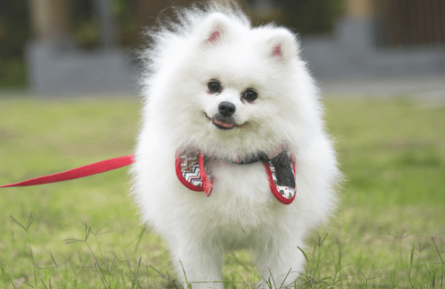 3种犬常见疾病及预防,特别是贫血 3种犬常见疾病及预防,特别是贫血