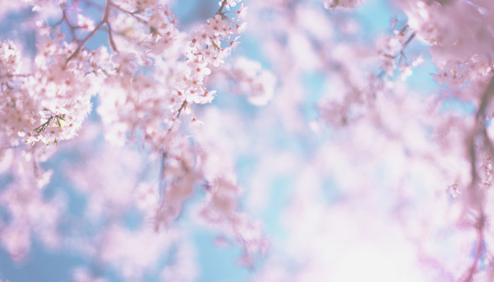 樱花的花语是什么 樱花的花语