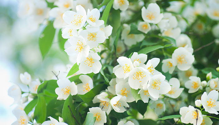 非洲茉莉怎么修剪 非洲茉莉的修剪方法