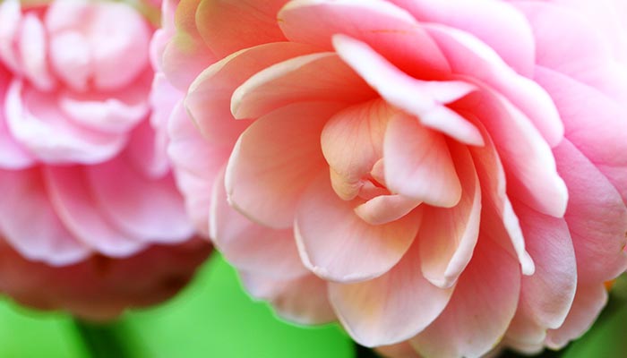 山茶花7.jpg 山茶花7.jpg