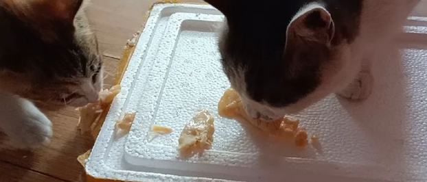 40多天小奶猫能吃煮鸡胸肉吗?千万别忽视 40多天小奶猫能吃煮鸡胸肉吗?千万别忽视