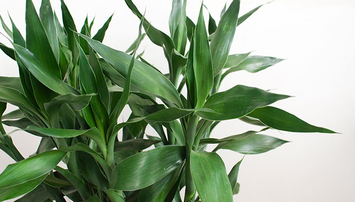 富贵竹长高了怎么修剪 富贵竹长高了如何修剪