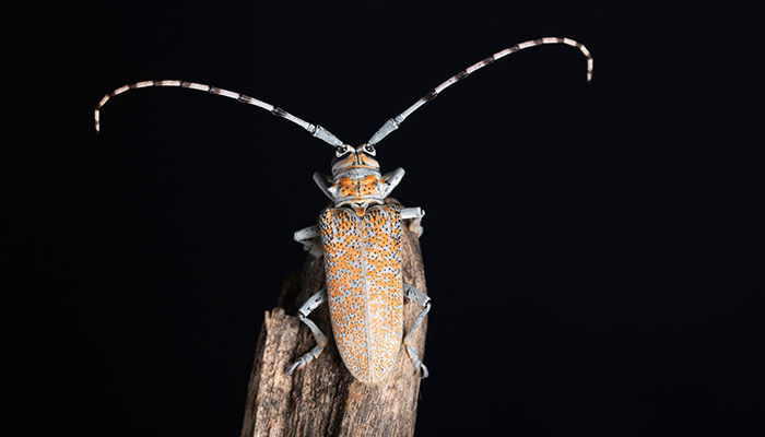 太牛2.jpg 太牛2.jpg