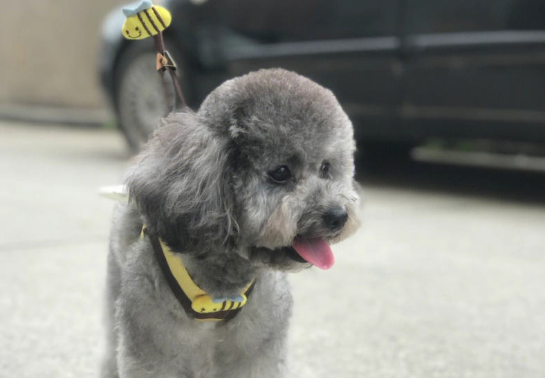 4个月灰色泰迪返灰过程看这里就知道了 4个月灰色泰迪返灰过程看这里就知道了