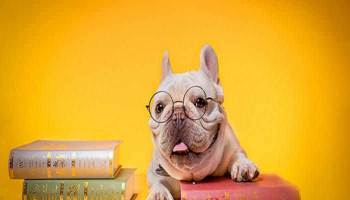 哪里可以买到哈士奇