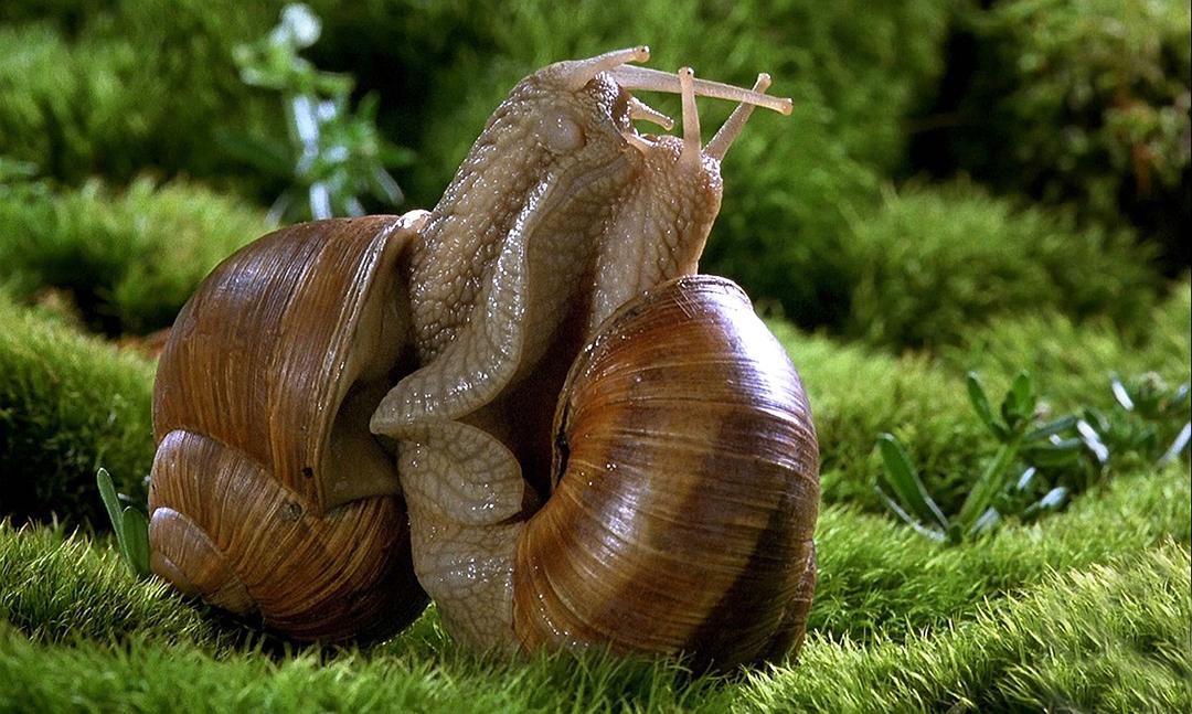 微观世界(1996)的剧照 微观世界(1996)的剧照