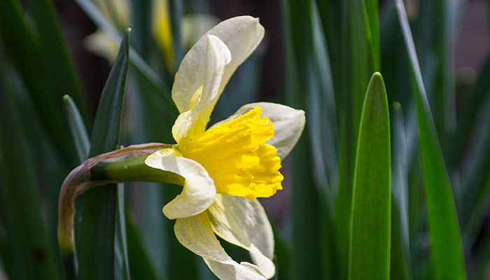 兰花叶子发黄怎么办 兰花叶子发黄怎么解决