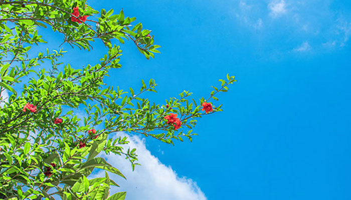 石榴花什么时候开 石榴花的开花时间