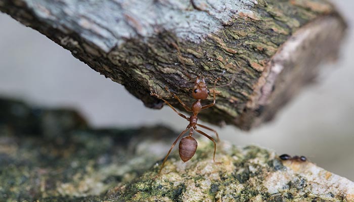 蚂蚁-26.jpg 蚂蚁-26.jpg