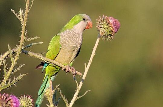 3个月大的和尚鹦鹉吃什么？不清楚的来这瞧瞧