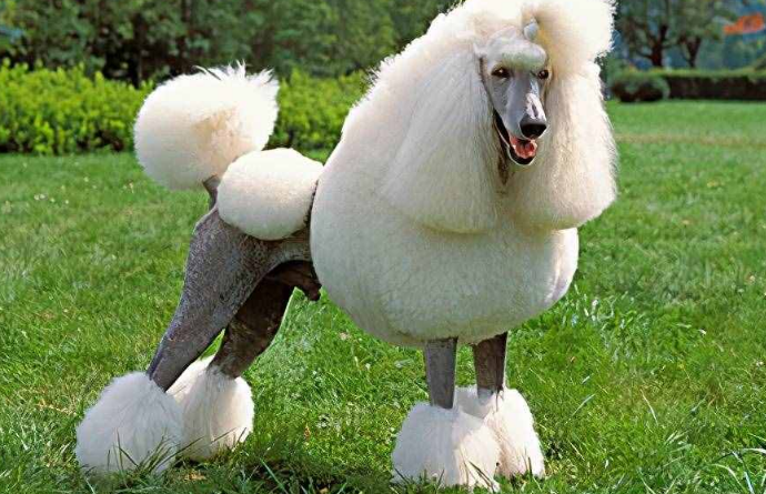 7种不容易掉毛的大型犬,皮肤过敏人员最喜欢 7种不容易掉毛的大型犬,皮肤过敏人员最喜欢