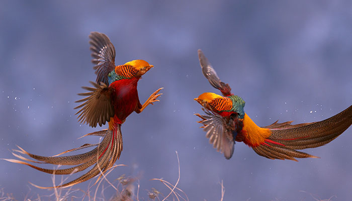 白腹锦鸡3.jpg 白腹锦鸡3.jpg