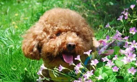 6岁的泰迪需不需要吃钙片 6岁的泰迪需不需要吃钙片