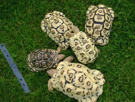 4厘米赫曼陆龟饲养很简单 4厘米赫曼陆龟饲养很简单