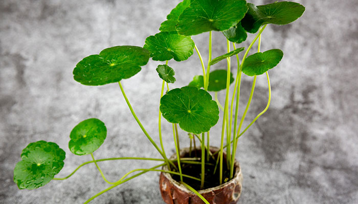 水培铜钱草的养殖方法和注意事项 水培铜钱草的养殖方法和注意事项有哪些