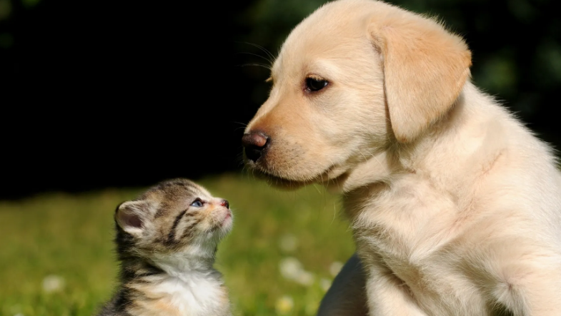 5000亿级的宠物市场,涨潮了 5000亿级的宠物市场,涨潮了