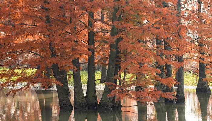 红色叶子的树有哪些 有哪些红色叶子的树