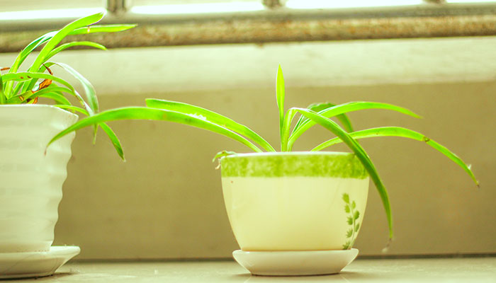 青叶吊兰怎么修剪 青叶吊兰的修剪方法