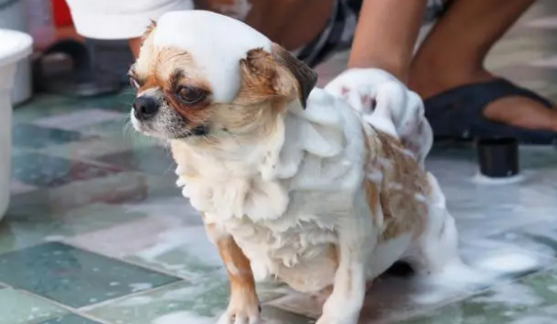 5个给狗狗洗澡的步骤,你都做到位了吗? 5个给狗狗洗澡的步骤,你都做到位了吗?