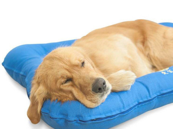 4月的金毛狗狗流鼻涕,怎么回事? 4月的金毛狗狗流鼻涕,怎么回事?