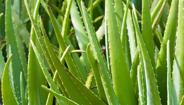 芦荟26.jpg 芦荟26.jpg