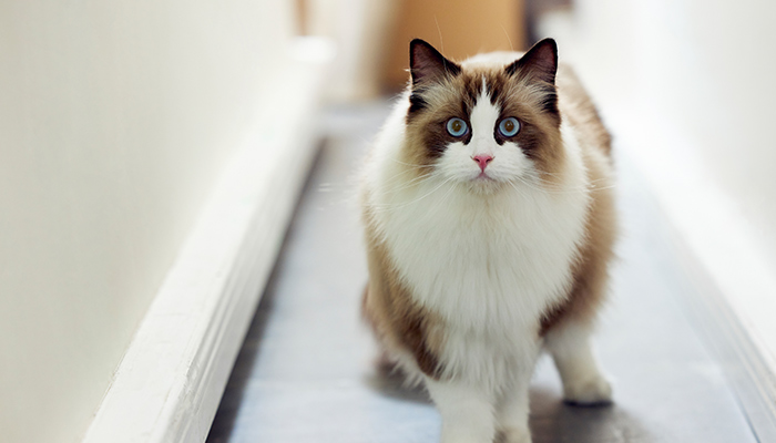 猫咪-28.jpg 猫咪-28.jpg