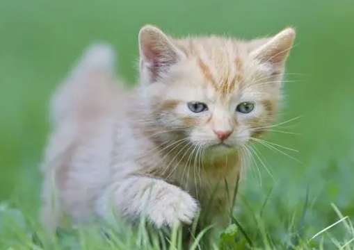 4斤猫吃阿莫西林剂量?猫吃阿莫西林的注意事项及副作用 4斤猫吃阿莫西林剂量?猫吃阿莫西林的注意事项及副作用