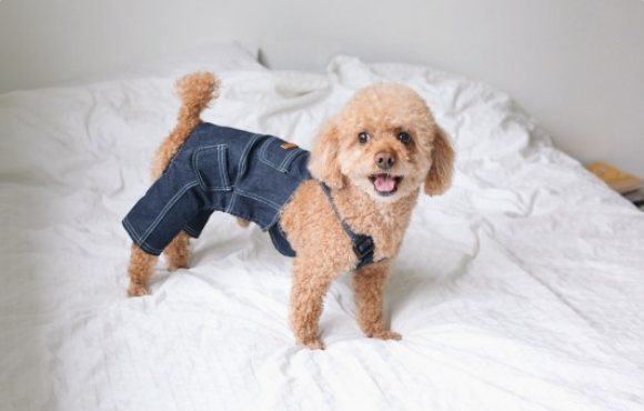 6岁的泰迪是不是很老了,相当于人多少岁 6岁的泰迪是不是很老了,相当于人多少岁