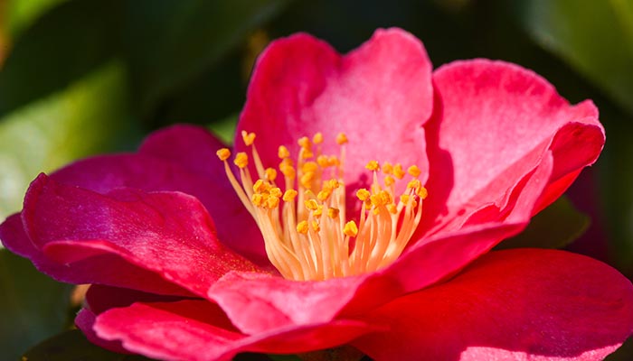 山茶花12.jpg 山茶花12.jpg