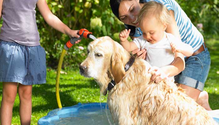 狗洗澡用多少度的水