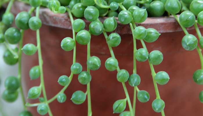 珍珠吊兰的养殖方法和注意事项 珍珠吊兰的养殖方法
