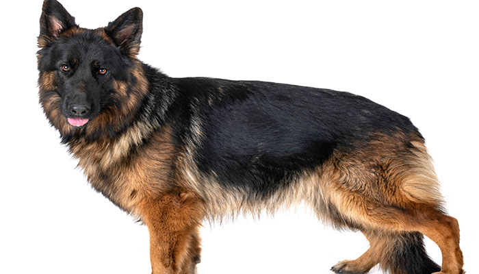 德牧趴蹄是什么意思