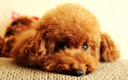 5个月泰迪体型对照来啦，快来对照一下吧